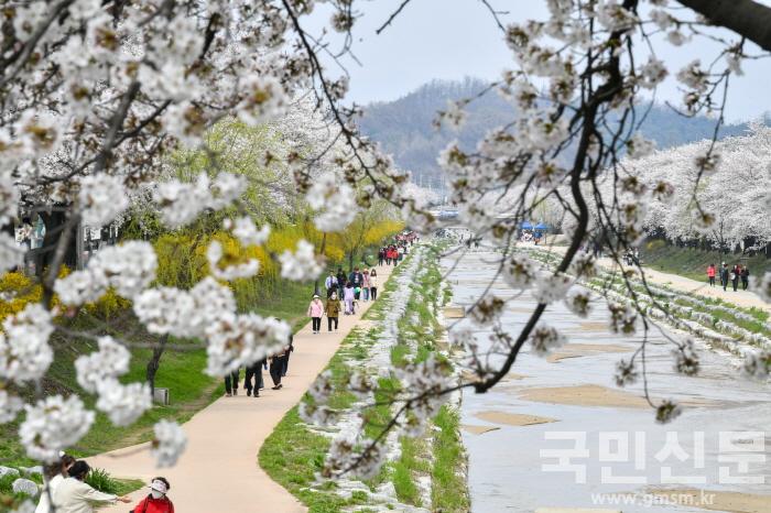 [크기변환]영주-1-3 원당천 벚꽃길을 봄 나들이객들이 걷고 있다.jpg