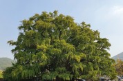 「인천 장수동 은행나무」천연기념물 지정
