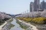 영주시, ‘벚꽃과 함께하는 시민 어울림 한마당’ 개최
